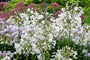 Bio Afrikanische Schmucklilie (weiß) - Agapanthus africanus 'Albus'