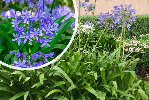 Kaufen Sie Pflanzen der Afrikanischen Lilie Agapanthus africanus