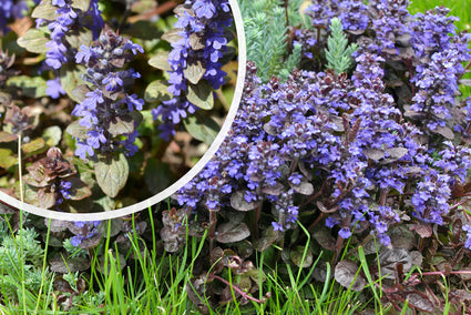 Kriechendes Zenegreen - Ajuga reptans 'Atropurpurea' (auch pro/m2)