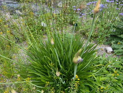 Afrikanische Lilie Agapanthus campanulatus