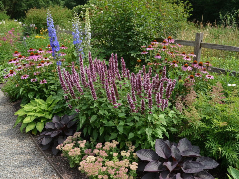 Süßholzpflanze (Rosa) - Agastache 'Beelicious Pink'