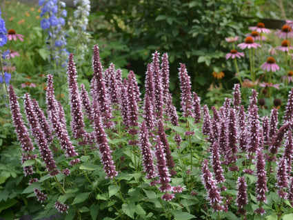 Süßholzpflanze (Rosa) - Agastache 'Beelicious Pink'