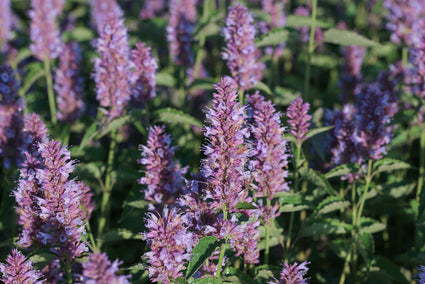 Süßholzpflanze - Agastache 'Beelicious Purple'