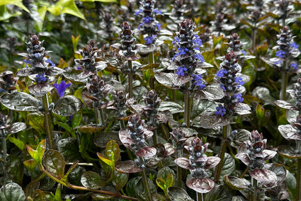 Kriechendes Zenegreen - Ajuga reptans 'Atropurpurea' (auch pro/m2)
