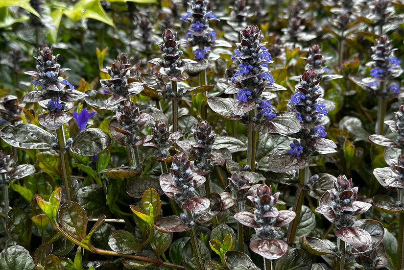Kriechendes Zenegreen - Ajuga reptans 'Atropurpurea' (auch pro/m2)