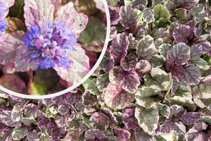 Creeping Zenegreen (weiß/grün bunte Blätter) - Ajuga reptans 'Burgundy Glow'