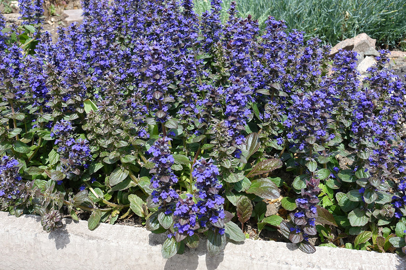 Bio-Creeping Zenegreen – Ajuga reptans (auch pro/m2)