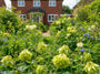 Akelei – Aquilegia vulgaris 'Grüne Äpfel'
