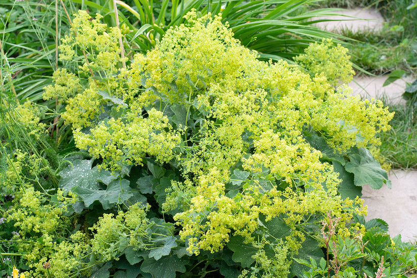 Bio-Schöner Frauenmantel – Alchemilla mollis TIPP