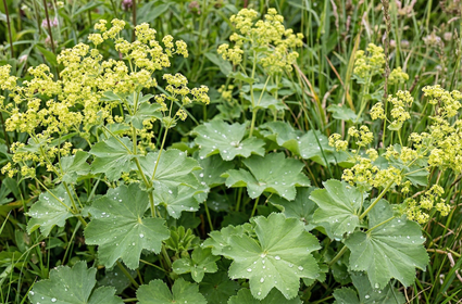 Gelappter Frauenmantel - Alchemilla vulgaris
