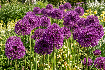 Zierlauch Allium aflatunense 'Purple Sensation' - 45 Blumenzwiebeln