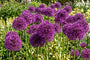 Zierlauch Allium aflatunense 'Purple Sensation' - 45 Blumenzwiebeln