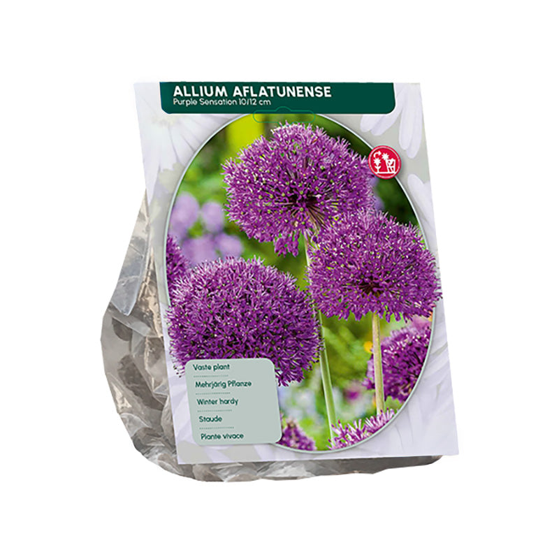 Zierlauch Allium aflatunense 'Purple Sensation' - 45 Blumenzwiebeln