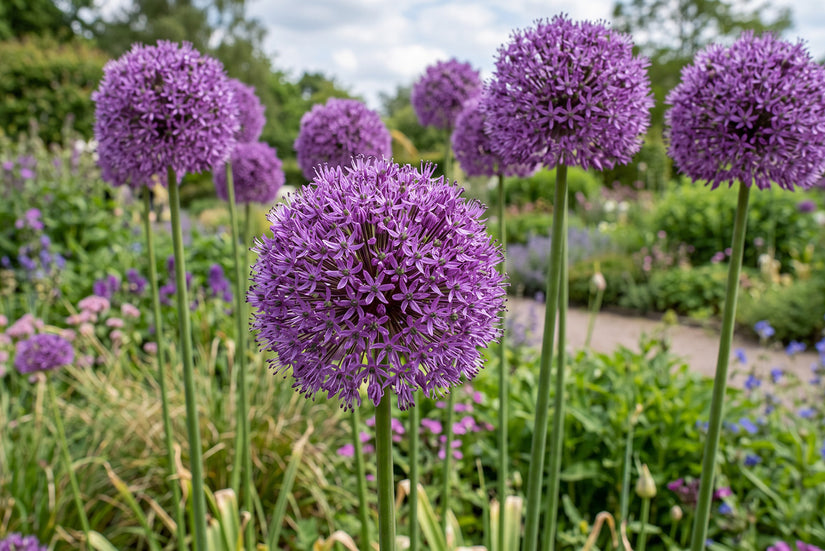 Zierlauch Allium Gladiator 'His Excellence' - 9 Blumenzwiebeln