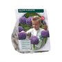 Zierlauch Allium Gladiator 'His Excellence' - 9 Blumenzwiebeln
