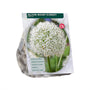 Zierlauch Allium 'Mount Everest' - Weiß, 110 cm hoch - 9 Blumenzwiebeln
