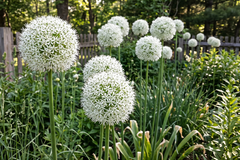 Zierlauch Allium 'Mount Everest' - Weiß, 110 cm hoch - 9 Blumenzwiebeln