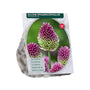 Zierlauch Allium Sphaerocephalon - 225 Blumenzwiebeln