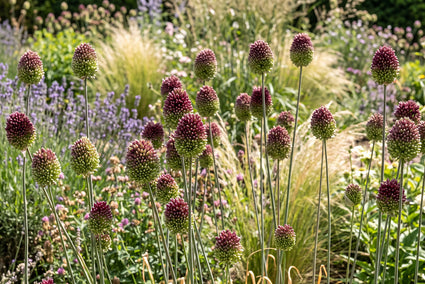 Zierlauch Allium Sphaerocephalon - 225 Blumenzwiebeln
