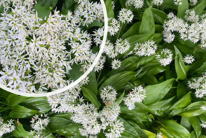 Bärlauch - Allium Ursinum