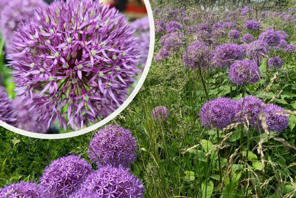 Riesenknoblauch – Allium giganteum TIPP