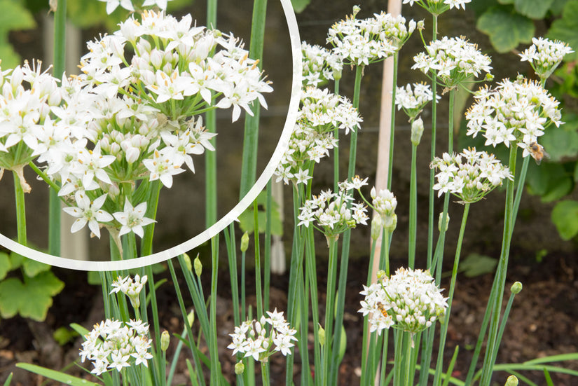 Chinesischer Schnittlauch - Allium tuberosum