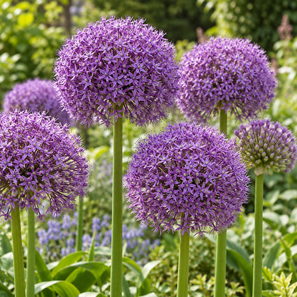 Zierlauch Allium Gladiator 'His Excellence' - 9 Blumenzwiebeln