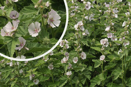 Gewöhnlicher Eibisch - Althaea officinalis