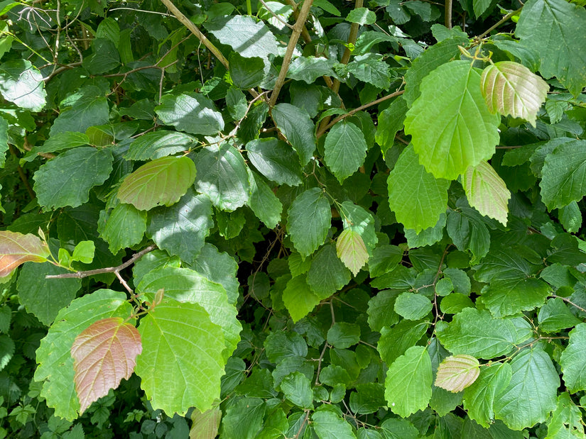 Amerikanische Hamamelis - Hamamelis virginiana