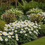 Blaue Anemone - Anemone blanda 'White Splendour'