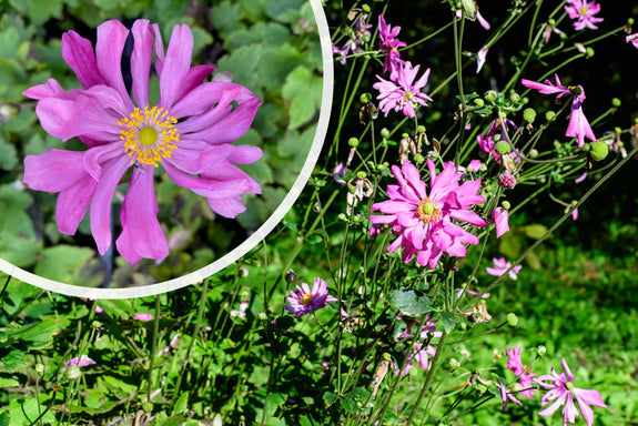 Herbst-Anemone Dunkelrosa/Lila (Höhe 80 cm) - Anemone hupehensis 'Prinz Heinrich'