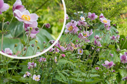 Herbstanemone Hellrosa (Höhe 100 cm) - Anemone hupehensis 'September Charm'