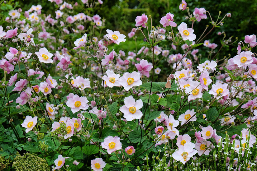 Bio-Herbstanemone - Anemone hupehensis 'September Charm'