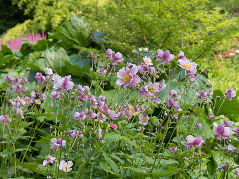 Herbstanemone - Anemone hupehensis 'September Charm'