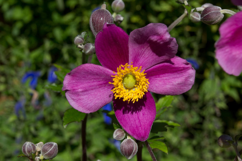 Herbstanemone - Anemone hupehensis 'Splendens'