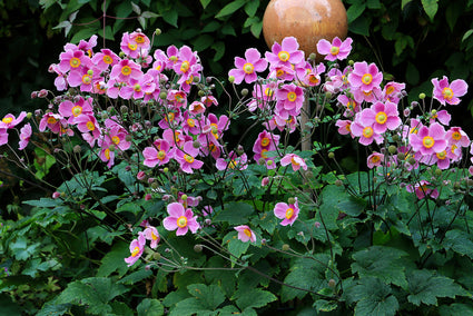 Herbst-Anemone Pink (Höhe 80 cm) - Anemone hupehensis 'Splendens'