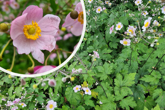 Herbstanemone Rosa (Höhe 75 cm) - Anemone hupehensis
