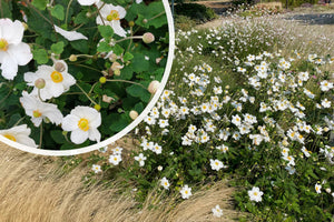 Herbst-Anemone Weiß (Höhe 90 cm) - Anemone x hybrida 'Honorine Jobert'