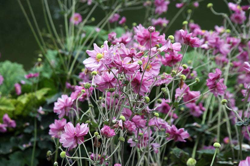 Herbstanemone - Anemone x hybrida 'Königin Charlotte'