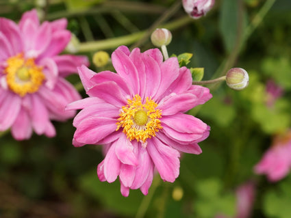 Anemone multifida 'Annabella Deep Rose'