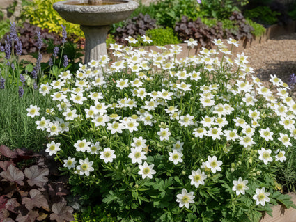 Anemone (Niedrige Art) - Anemone multifida 'Annabella White'