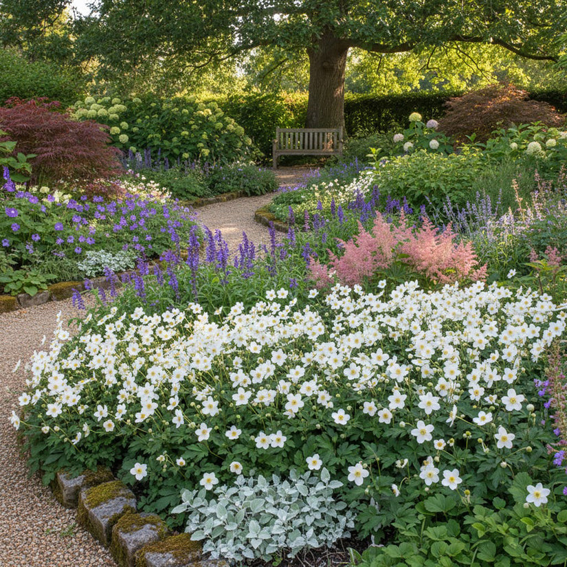Anemone (Niedrige Art) - Anemone multifida 'Annabella White'