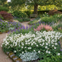 Anemone (Niedrige Art) - Anemone multifida 'Annabella White'