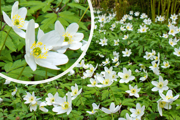Buschwindröschen weiß (Höhe 25 cm) – Anemone nemorosa