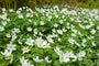 Buschwindröschen - Anemone nemorosa