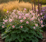 Anemone (Hohe Art 125 cm) - Anemone tomentosa 'Robustissima'