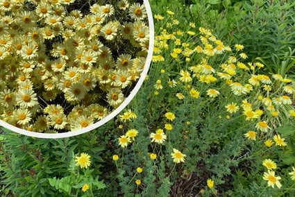 Gelbe Kamille - Anthemis x hybrida 'EC Buxton'