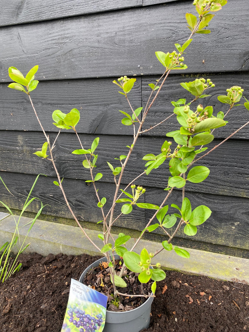 Apfelbeere - Aronia prunifolia 'Viking'