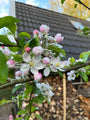 Apfelbaum - Malus Domestica 'Golden Delicious'