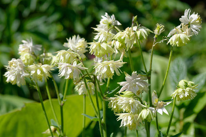 Akelei – Aquilegia vulgaris 'Grüne Äpfel'